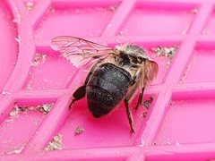 Apis mellifera