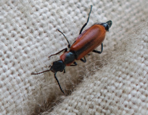 Red Malachite Beetle, Lisse, Nederland, photo 8 of 10