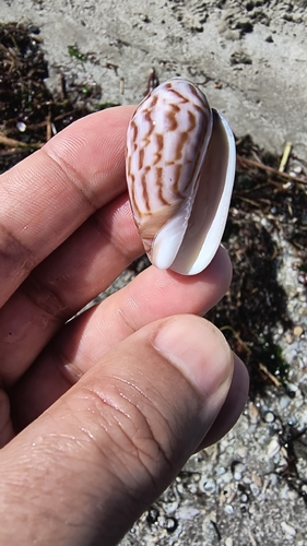 Oliva peruviana observed 2026-08-01
