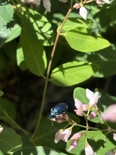 iNaturalist observation photo of Cobalt Milkweed Beetle