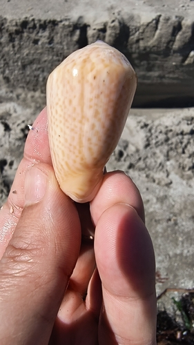 Oliva peruviana observed 2026-08-01