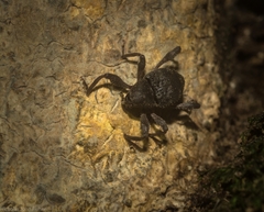 Onidistus araneus
