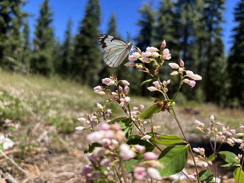 iNaturalist observation photo of Neophasia