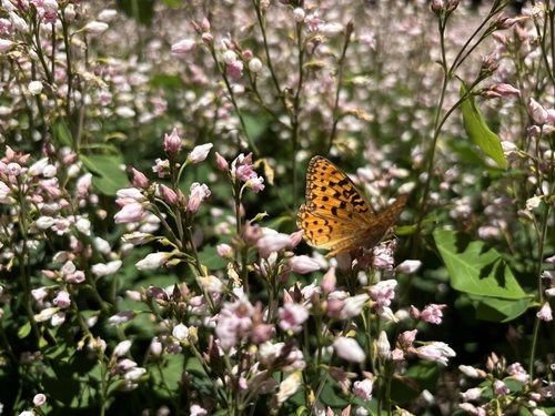 iNaturalist observation photo of Greater Fritillaries
