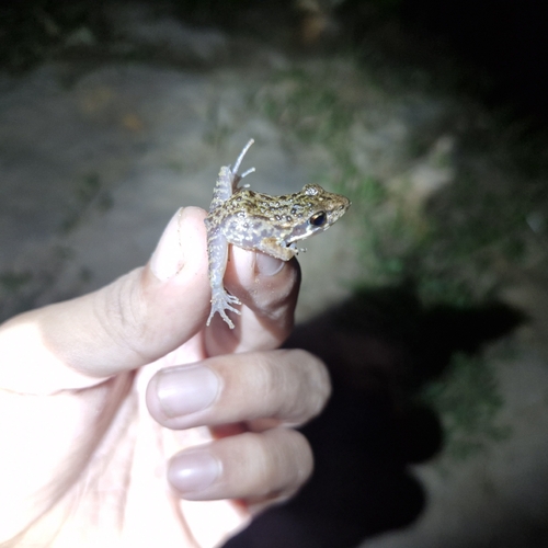 Pulchrana glandulosa