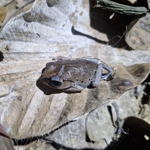 Leptobrachium hasseltii