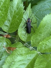 Cantharis obscura