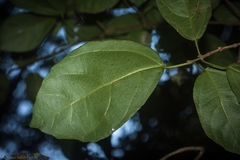 Mallotus claoxyloides