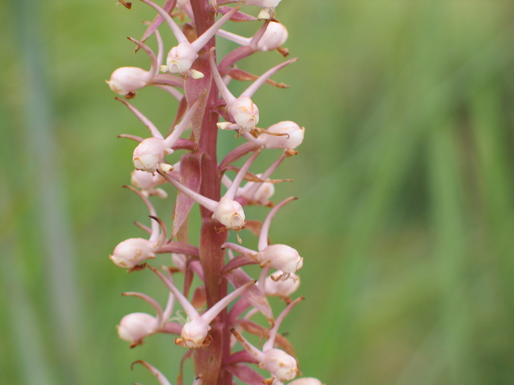 Satyrium anomalum