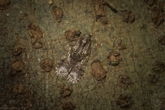 Polylopha epidesma