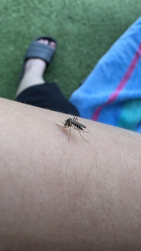 Inland Floodwater Mosquito