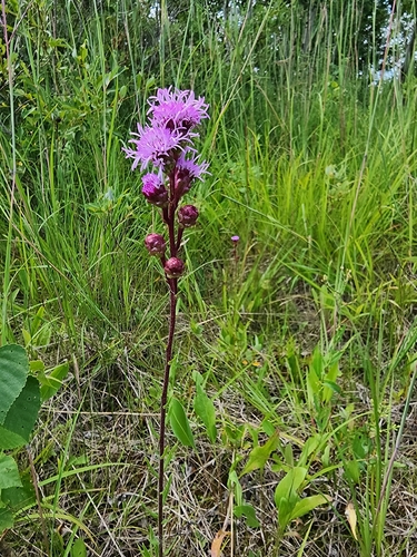 Rocky Mountain blazing star