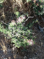 Calliandra eriophylla