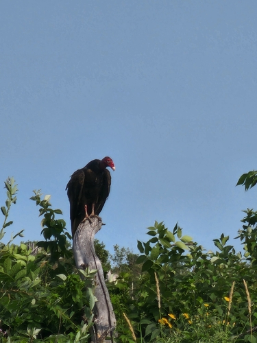Turkey Vulture