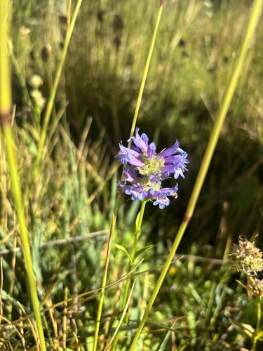 iNaturalist observation photo of Rydberg's Beardtongue