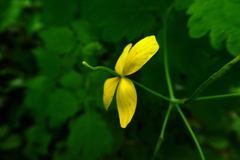 Chelidonium majus