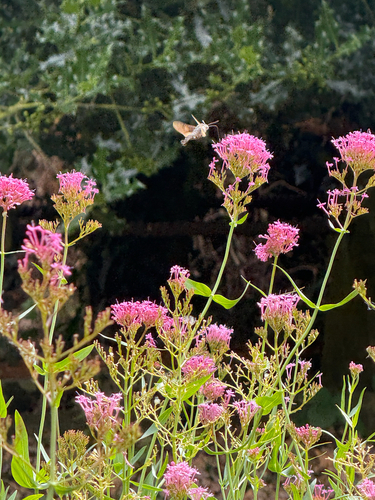 Eurasian Hummingbird Hawkmoth