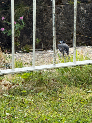 White Wagtail