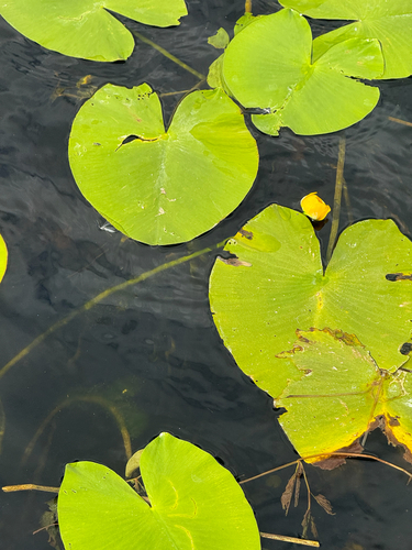 yellow water-lily