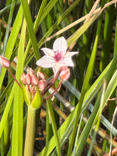 Flowering-rush