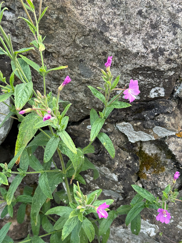 Great Willowherb