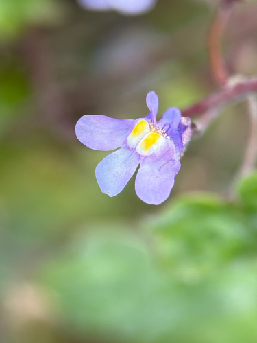 Ivy-leaved toadflax