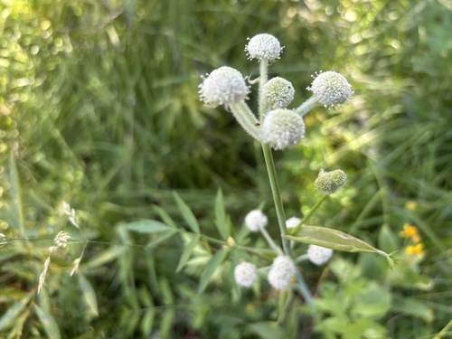 iNaturalist observation photo of ranger buttons