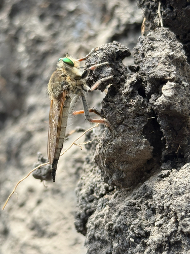 Spot-tailed Lion Fly