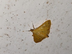 Pagyda lustralis