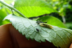 Syrphidae