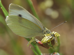 Pieris rapae