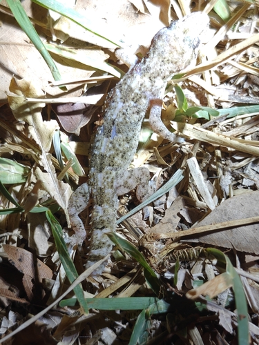 Tropical House Gecko
