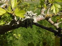 Ramalina fraxinea