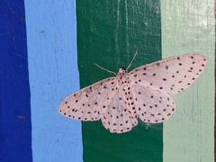 Xenoplia trivialis