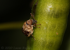 Sennius lateapicalis