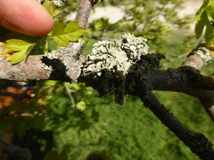 Ramalina fraxinea