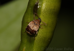 Sennius lateapicalis