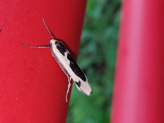 Thysanoptyx incurvata