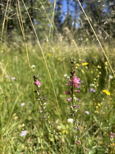 iNaturalist observation photo of Oregon Checker-mallow