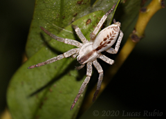 Arachosia praesignis
