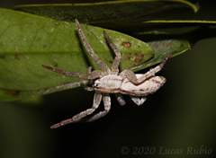Arachosia praesignis