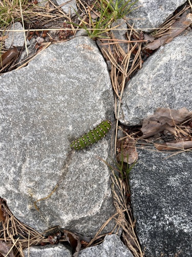 Small Emperor Moth