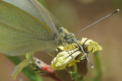 Pieris rapae