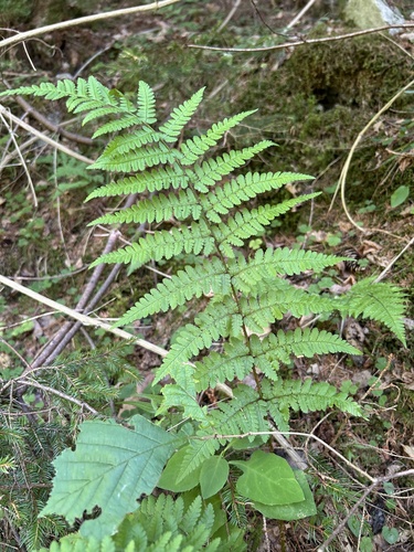 Dryopteris remota observed 2026-08-01
