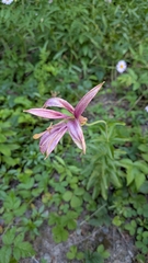 Lilium washingtonianum, photograph (c) Brodie Cass Talbott, some rights reserved (CC BY)