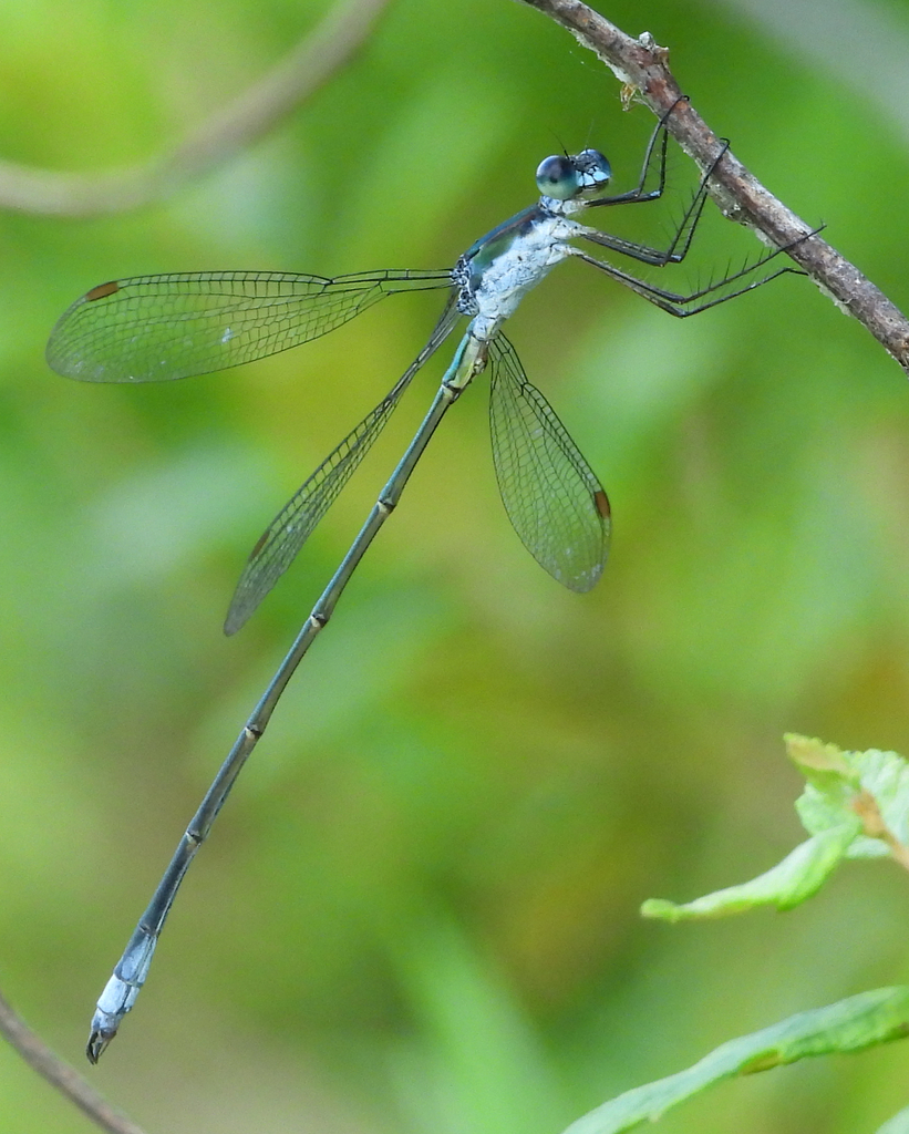 Swamp Spreadwing