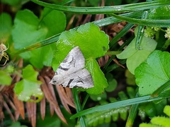 Oglasa