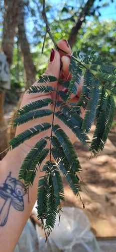 Piptadenia gonoacantha, 2026-08-01