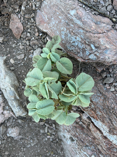 Yellow Indian Mallow
