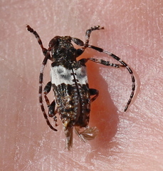Pogonocherus hispidulus